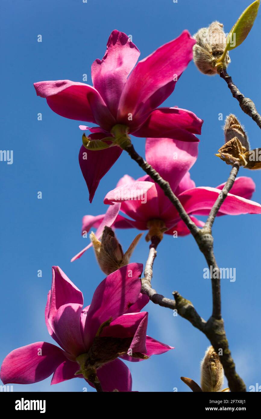 Fleur de magnolia étoile de Bourgogne de Magnolia Banque D'Images