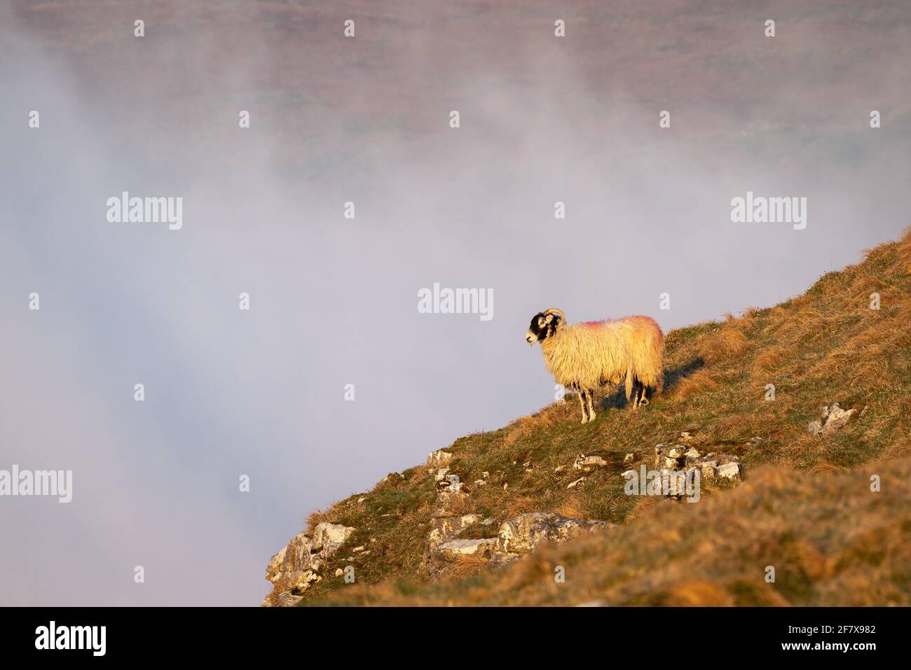 Un mouton solitaire se dresse au bord d'une falaise au-dessus d'une inversion de température dans le parc national des Yorkshire Dales près de Malham. Banque D'Images