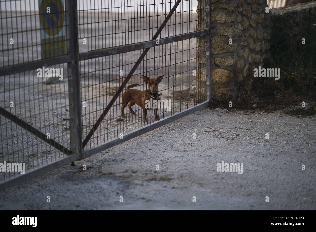 Petit chien derrière une clôture à l'extérieur Banque D'Images