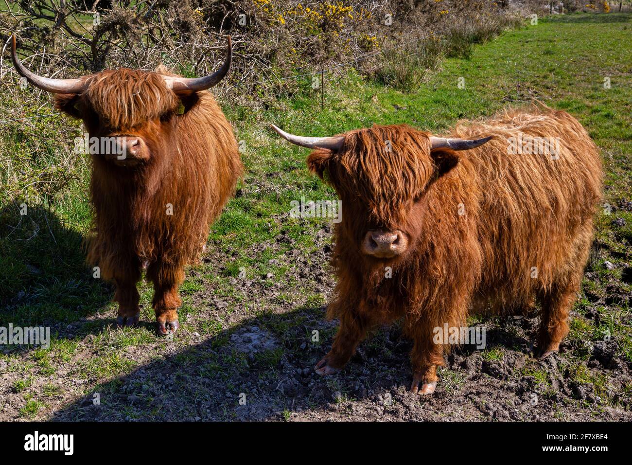 Vache highland corne au poil long et roux foto de Stock | Adobe Stock