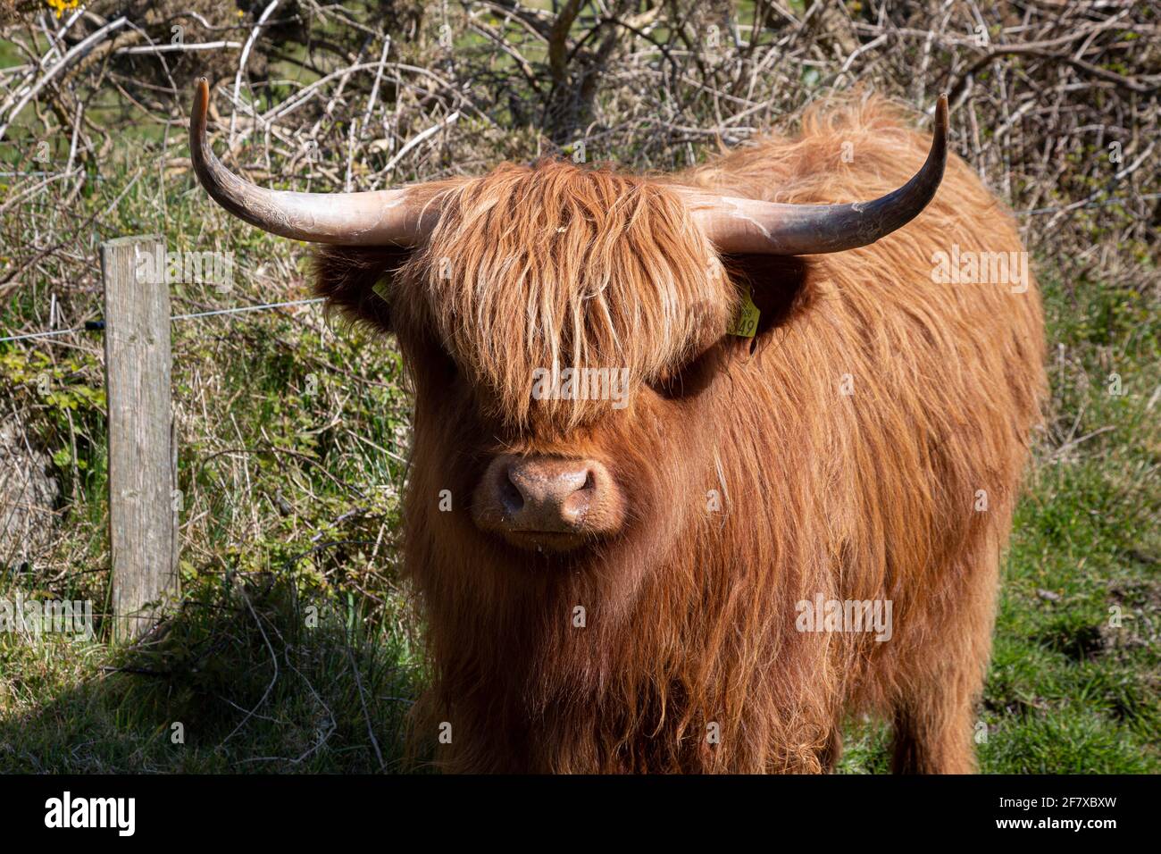 Highland Cows, comté de Kerry, Irlande Banque D'Images