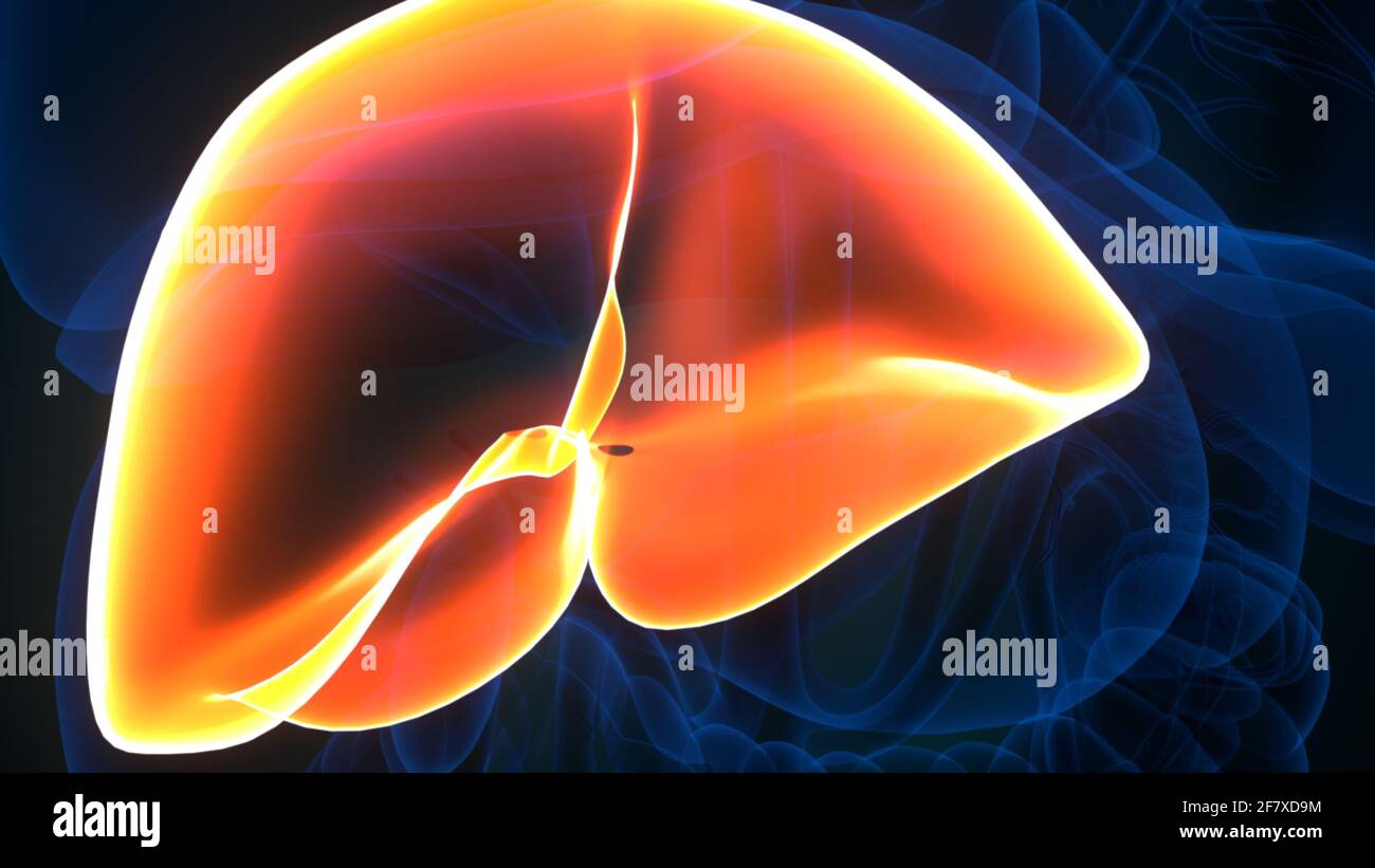 Foie 3D Illustration système digestif humain Anatomie Banque D'Images