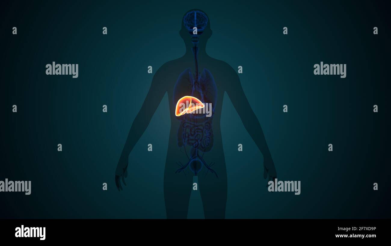 Foie 3D Illustration système digestif humain Anatomie Banque D'Images