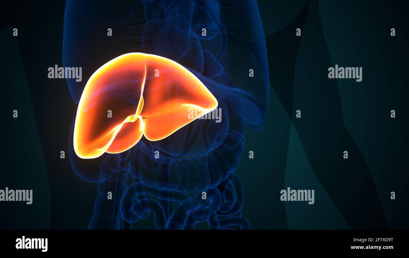 Foie 3D Illustration système digestif humain Anatomie Banque D'Images