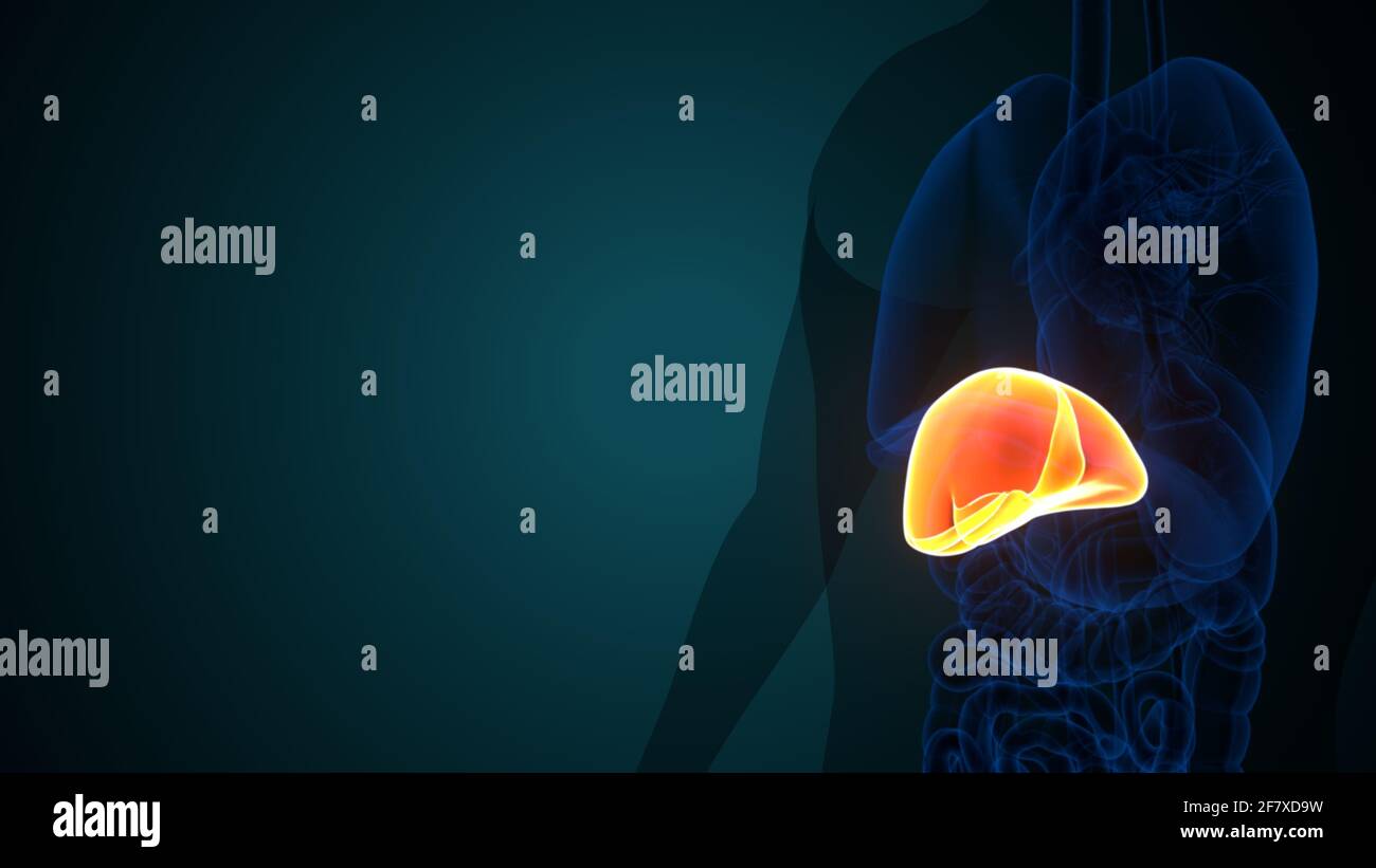 Foie 3D Illustration système digestif humain Anatomie Banque D'Images