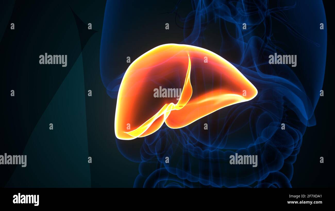Foie 3D Illustration système digestif humain Anatomie Banque D'Images