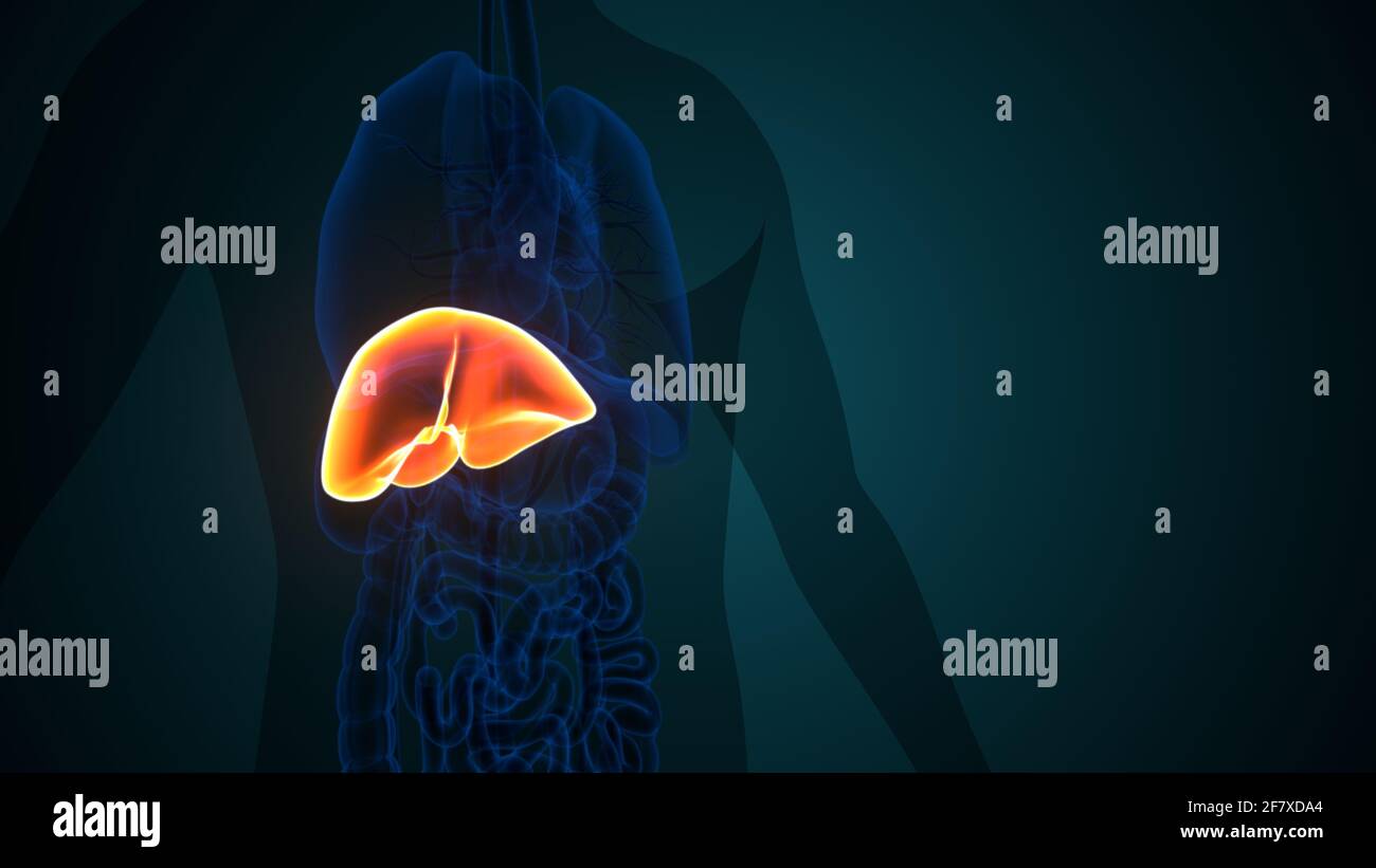Foie 3D Illustration système digestif humain Anatomie Banque D'Images