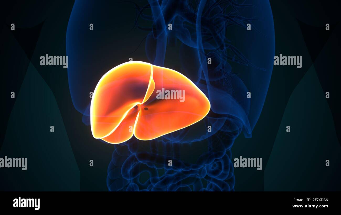 Foie 3D Illustration système digestif humain Anatomie Banque D'Images