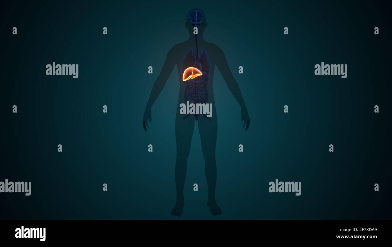 Foie 3D Illustration système digestif humain Anatomie Banque D'Images