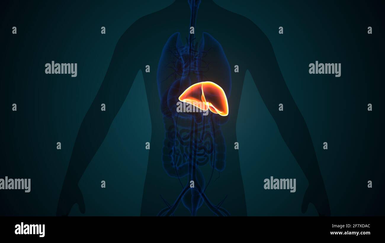 Foie 3D Illustration système digestif humain Anatomie Banque D'Images