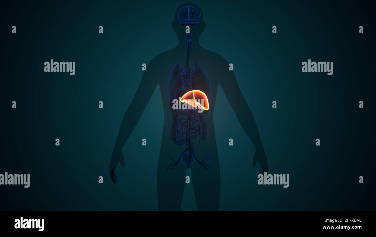 Foie 3D Illustration système digestif humain Anatomie Banque D'Images