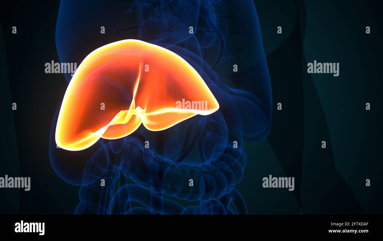 Foie 3D Illustration système digestif humain Anatomie Banque D'Images