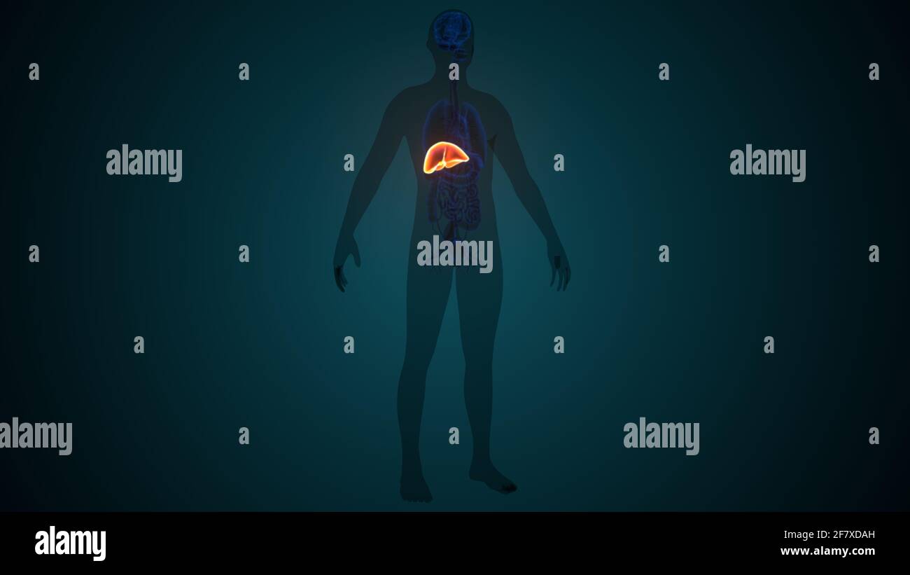 Foie 3D Illustration système digestif humain Anatomie Banque D'Images