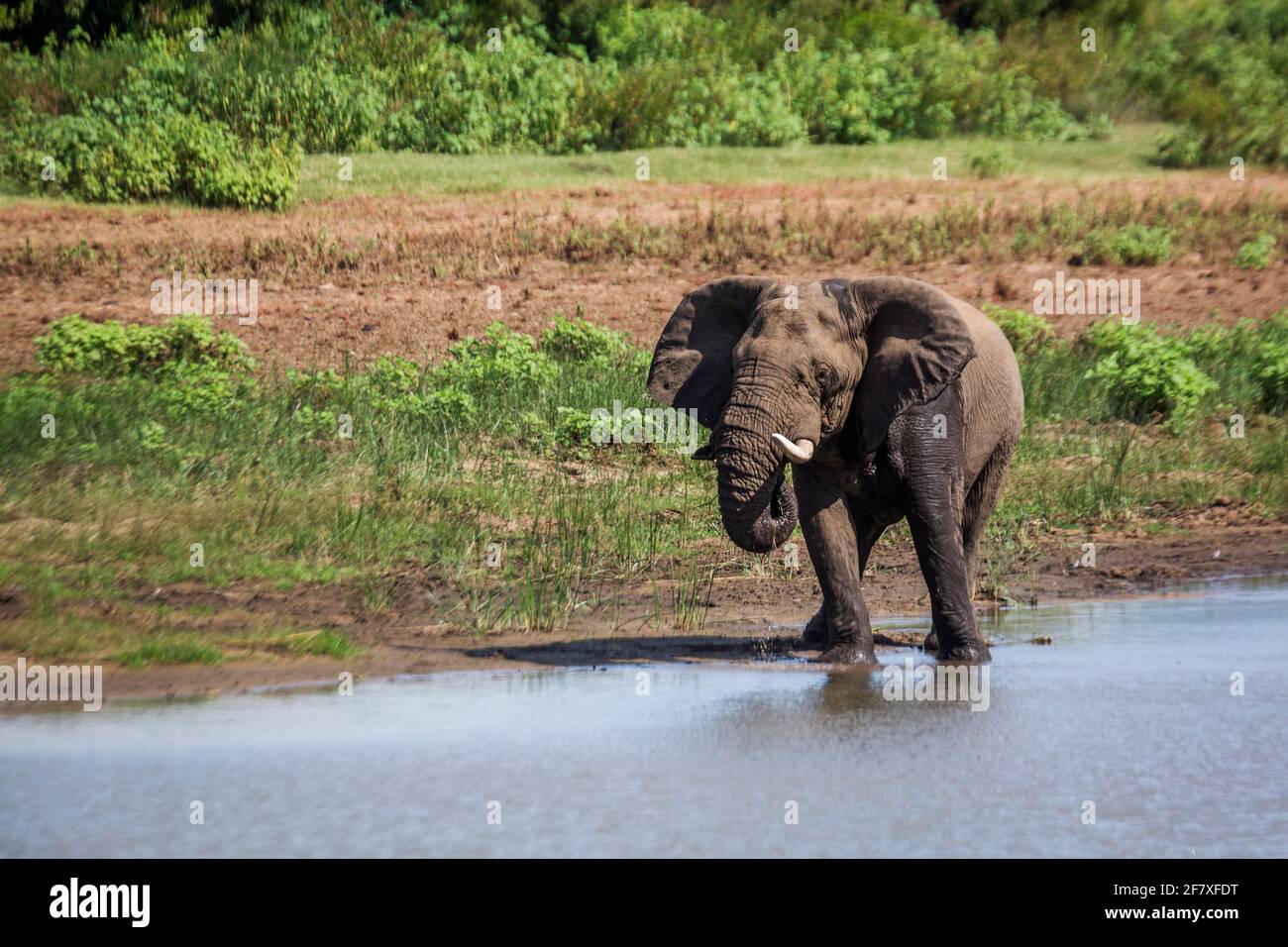 Éléphant de brousse africain buvant dans un lac dans le parc national Kruger, Afrique du Sud ; famille des espèces Loxodonta africana d'Elephantidae Banque D'Images