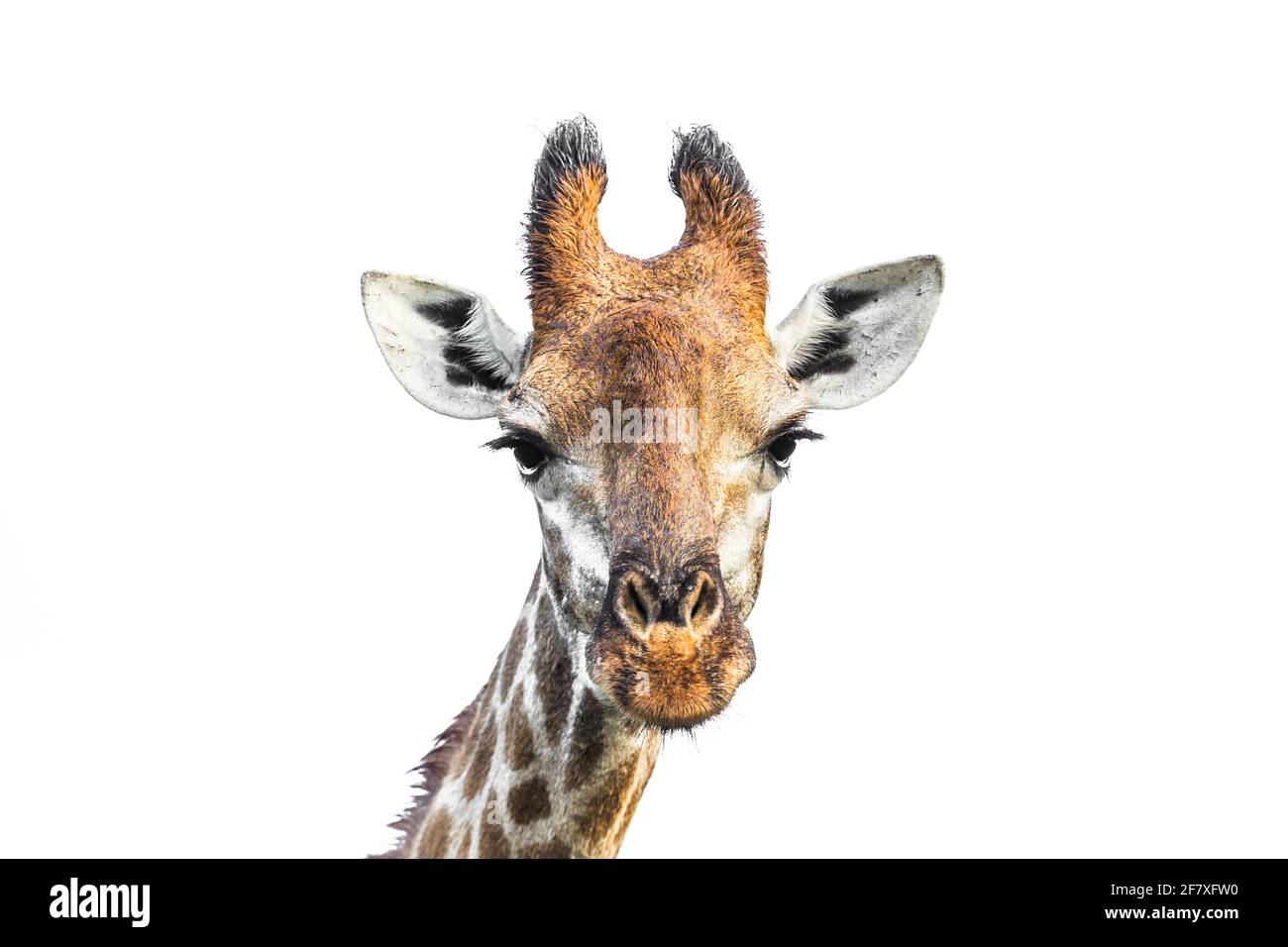 Vue de face du portrait de girafe isolée sur fond blanc dans le parc national Kruger, Afrique du Sud ; famille de Giraffa cameloparalis Banque D'Images