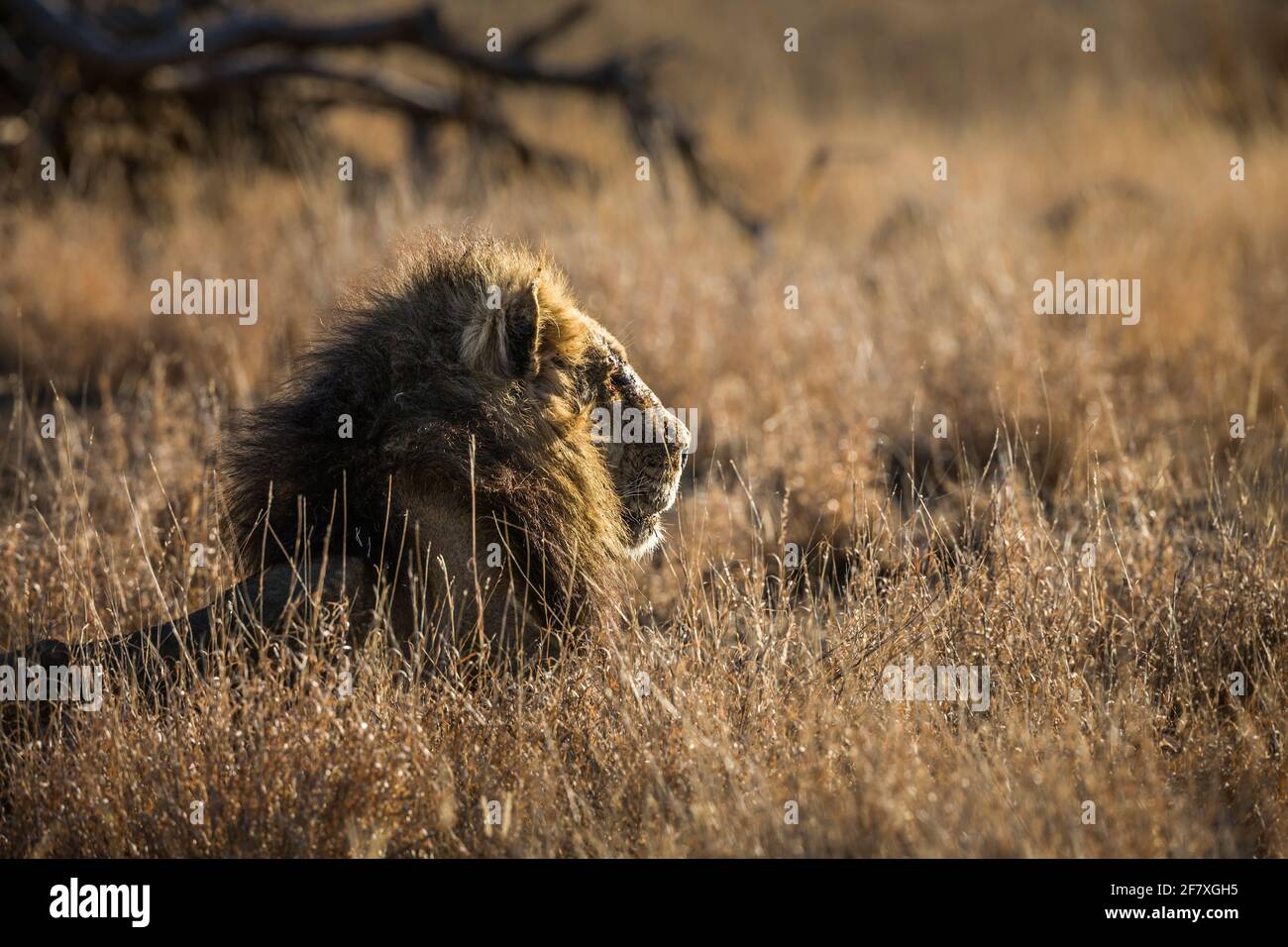 Majestueux lion africain mâle de la manne noire couchée dans l'herbe dans le parc national Kruger, Afrique du Sud ; espèce Panthera leo famille de Felidae Banque D'Images