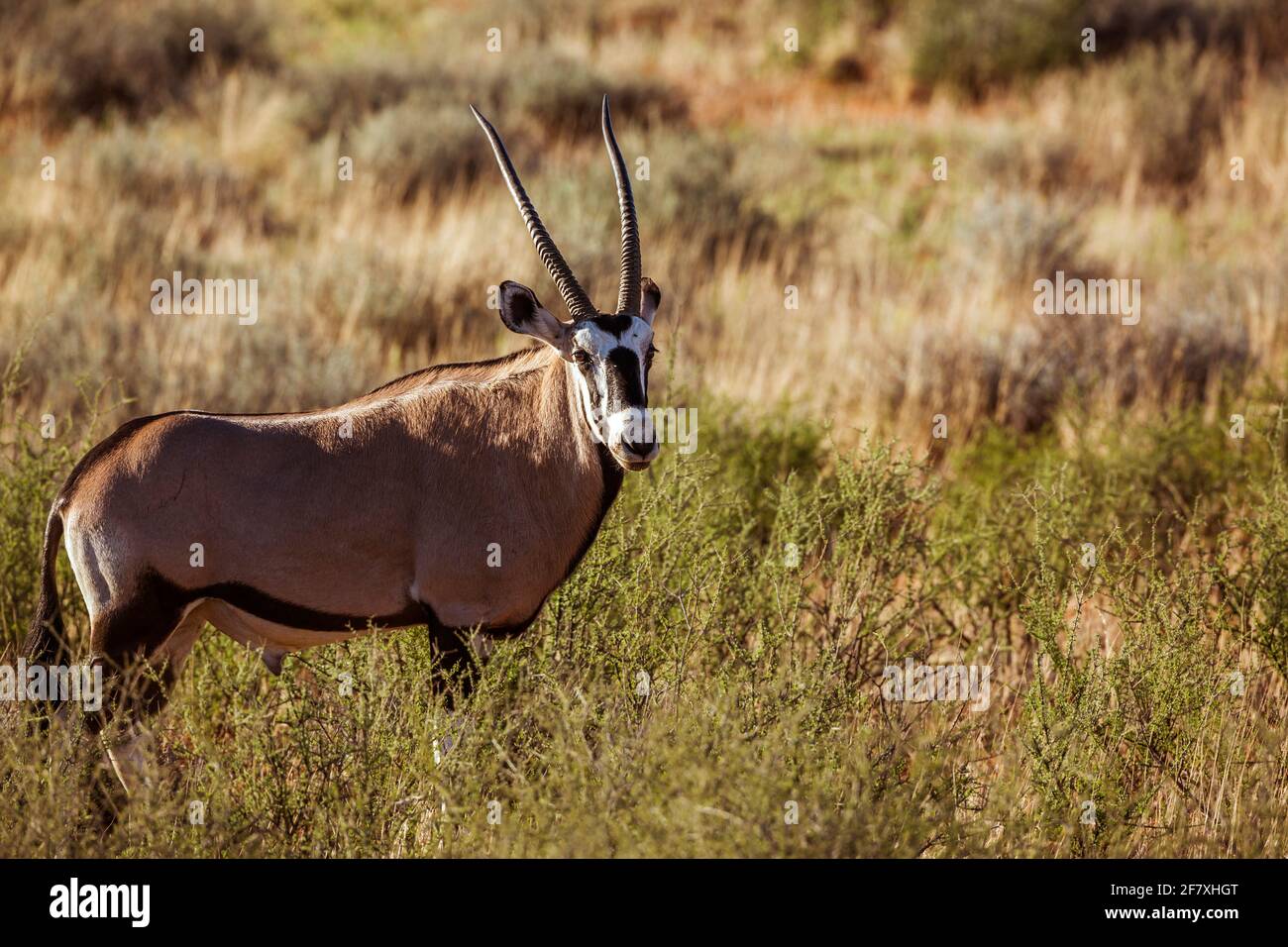 Oryx d'Afrique du Sud dans le parc transfrontier de Kgalagari, Afrique du Sud ; espèce Oryx gazella famille des Bovidae Banque D'Images