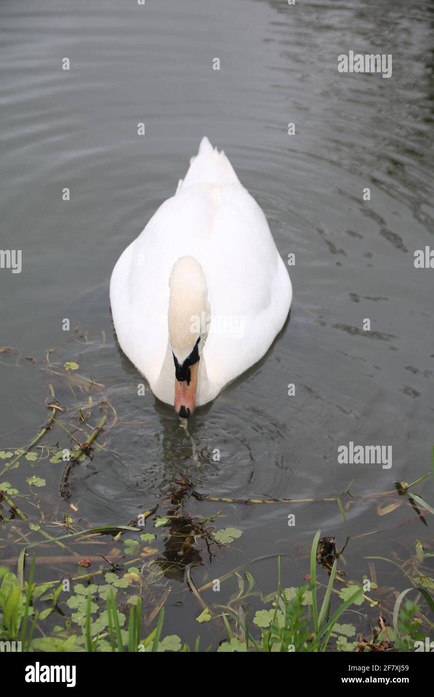 de l'eau s'écoulant du bec d'un cygne Banque D'Images