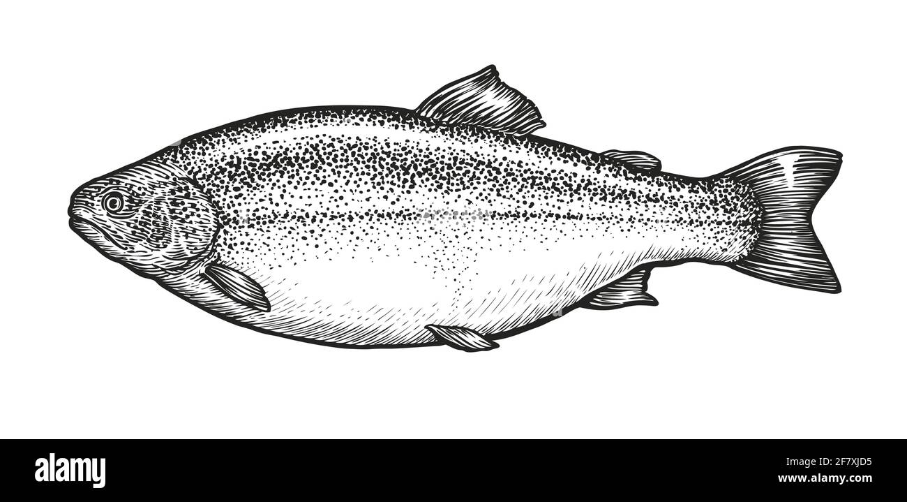 Esquisse de poisson. Truite de mer tirée à la main en style gravure. Illustration vectorielle Illustration de Vecteur