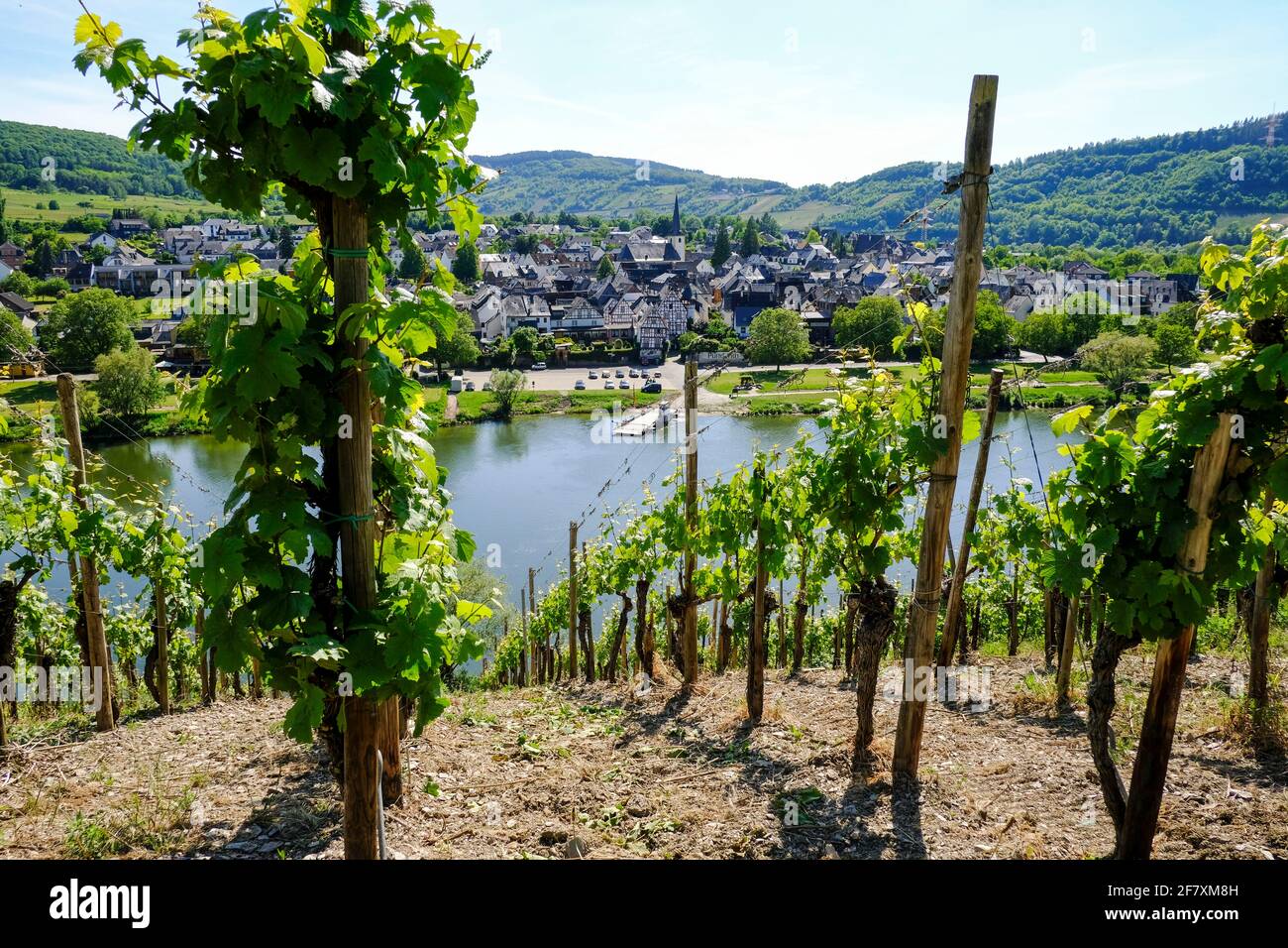 DEU, Deutschland, Rheinland-Pfalz, Pünderich, 18.05.2020: Blick aus den Weinbergen unterhalb der Marienburg auf eine leere Autofähre vor dem Weinort P Banque D'Images