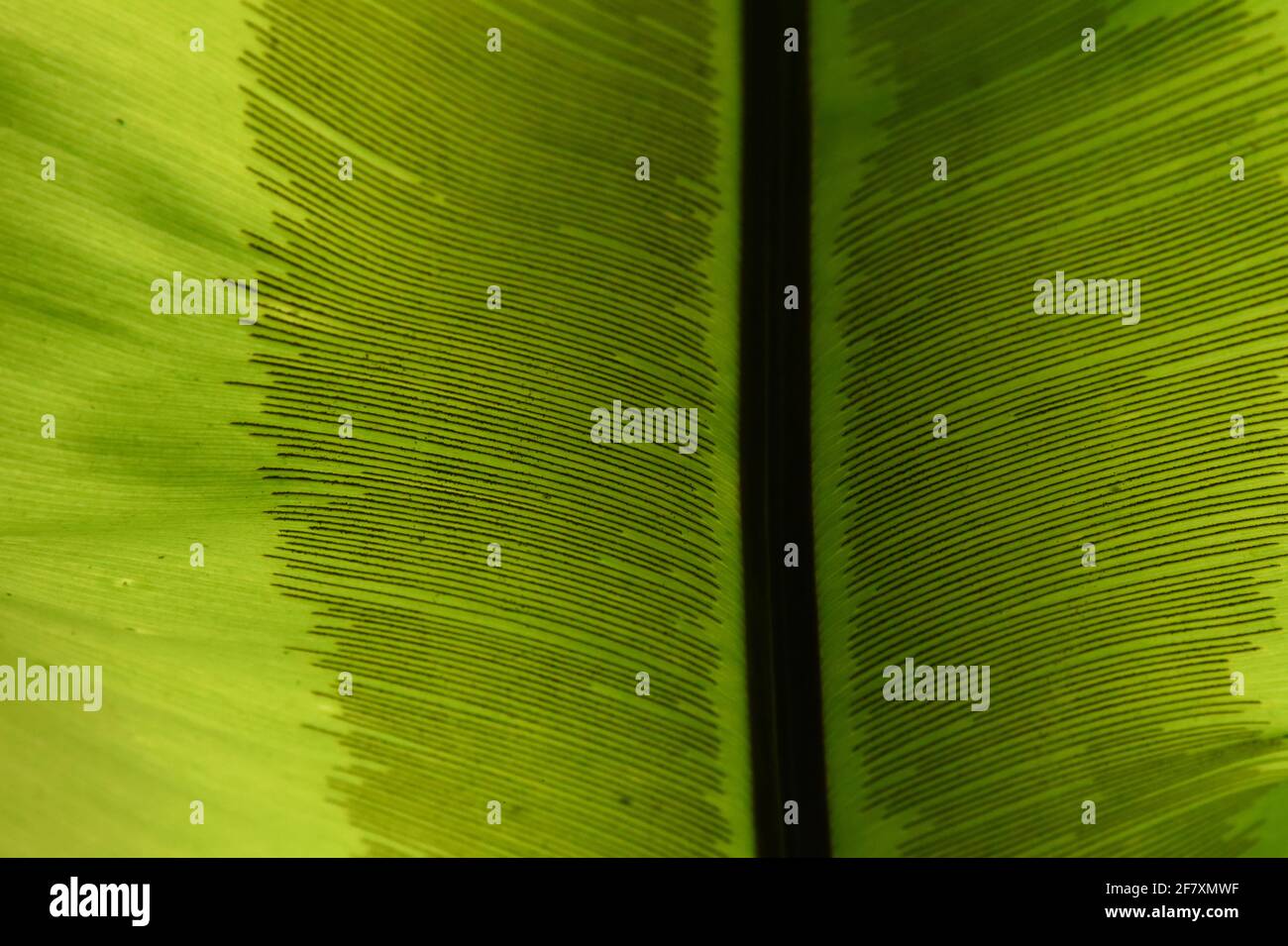 Composition abstraite de la veine parallèle de la feuille verte. Banque D'Images