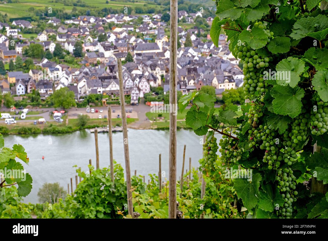 DEU, Deutschland, Rheinland-Pfalz, Pünderich, 28.06.2020: Blick aus den Weinbergen unterhalb der Marienburg auf den Weinort Pünderich an der Mittelmos Banque D'Images