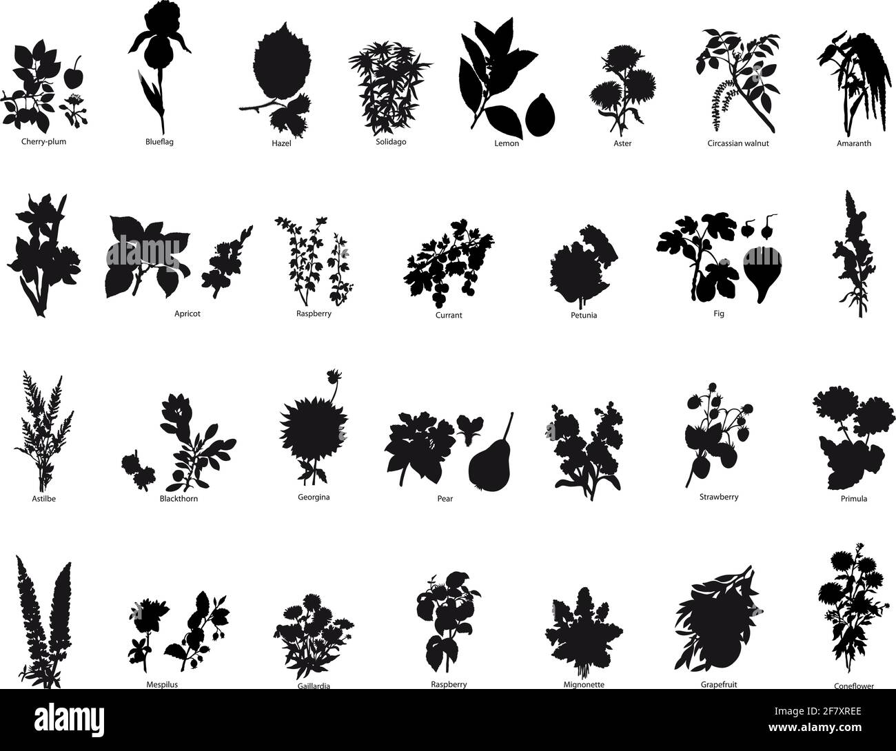 Collection de différents fruits et fleurs vecteur Illustration de Vecteur