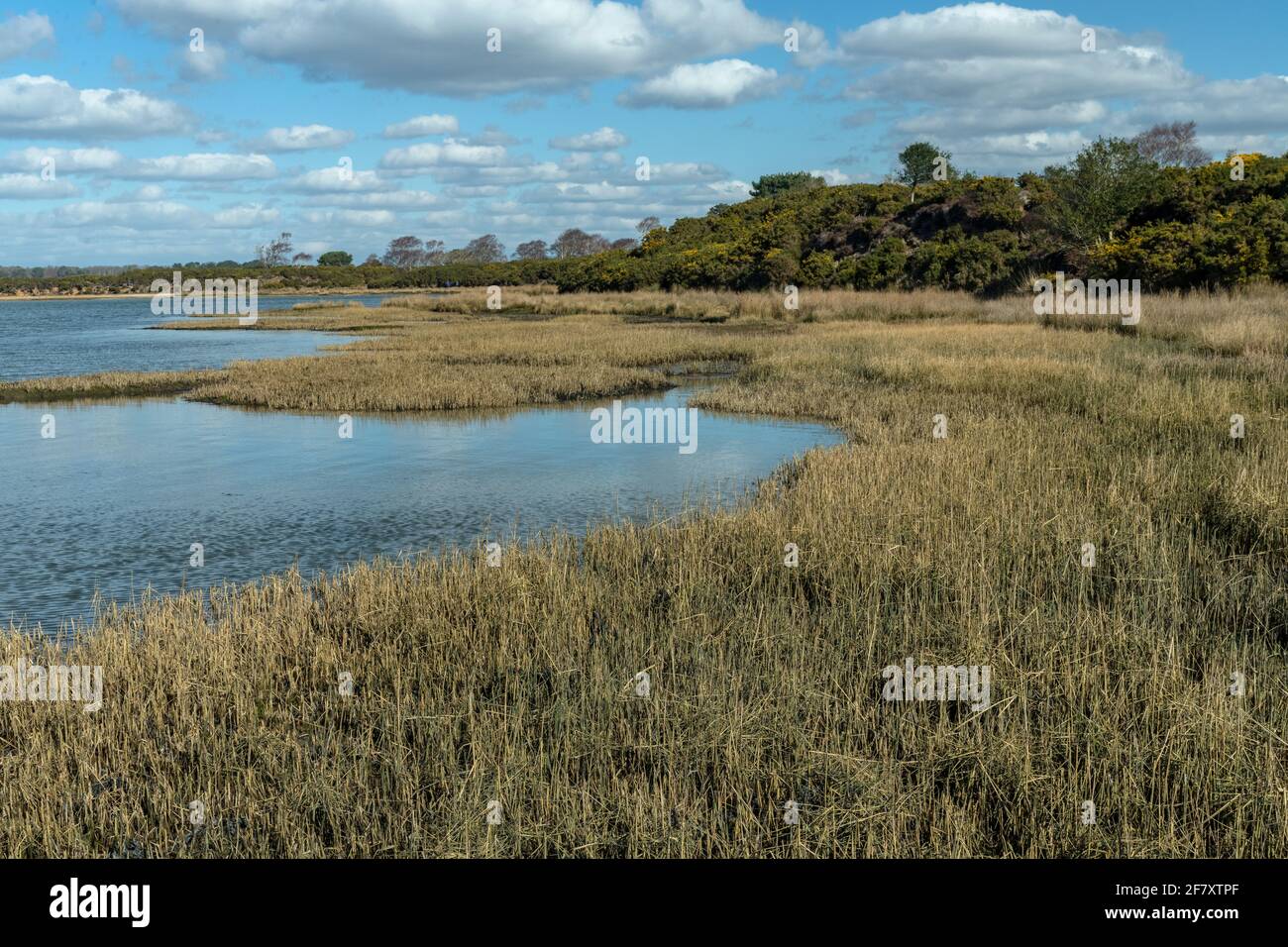 Saltmarsh dans Brand's Bay ou Redhorn, sur le côté est de Poole Harbour, Dorset. Banque D'Images