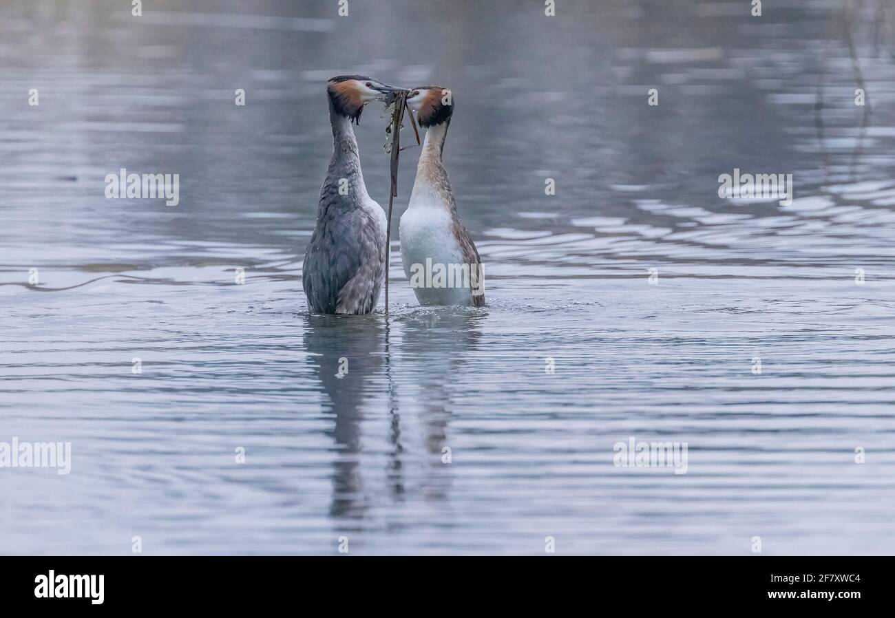 Paire de grands grebes à crête, Podiceps cristatus, exécutant l'exposition de vaisseau d'audience 'danse de mauvaises herbes' au printemps. Les niveaux de Somerset. Banque D'Images