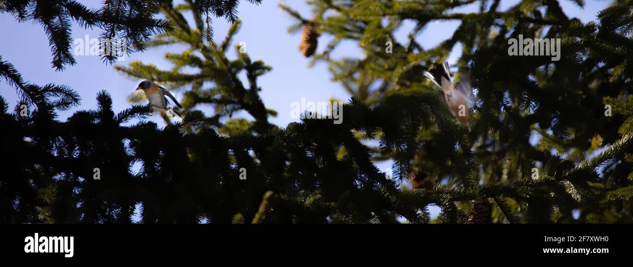 Fringilla coelebs et montifringilla assis sur la branche en hiver, la meilleure photo. Banque D'Images