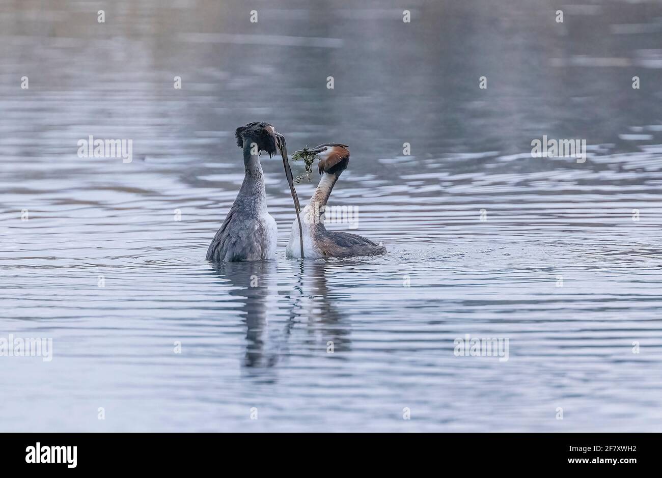Paire de grands grebes à crête, Podiceps cristatus, exécutant l'exposition de vaisseau d'audience 'danse de mauvaises herbes' au printemps. Les niveaux de Somerset. Banque D'Images