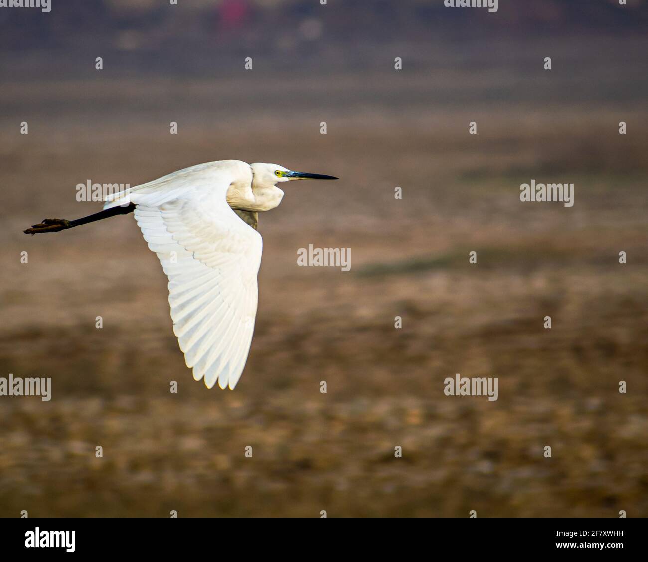 La photographie d'oiseaux Banque D'Images