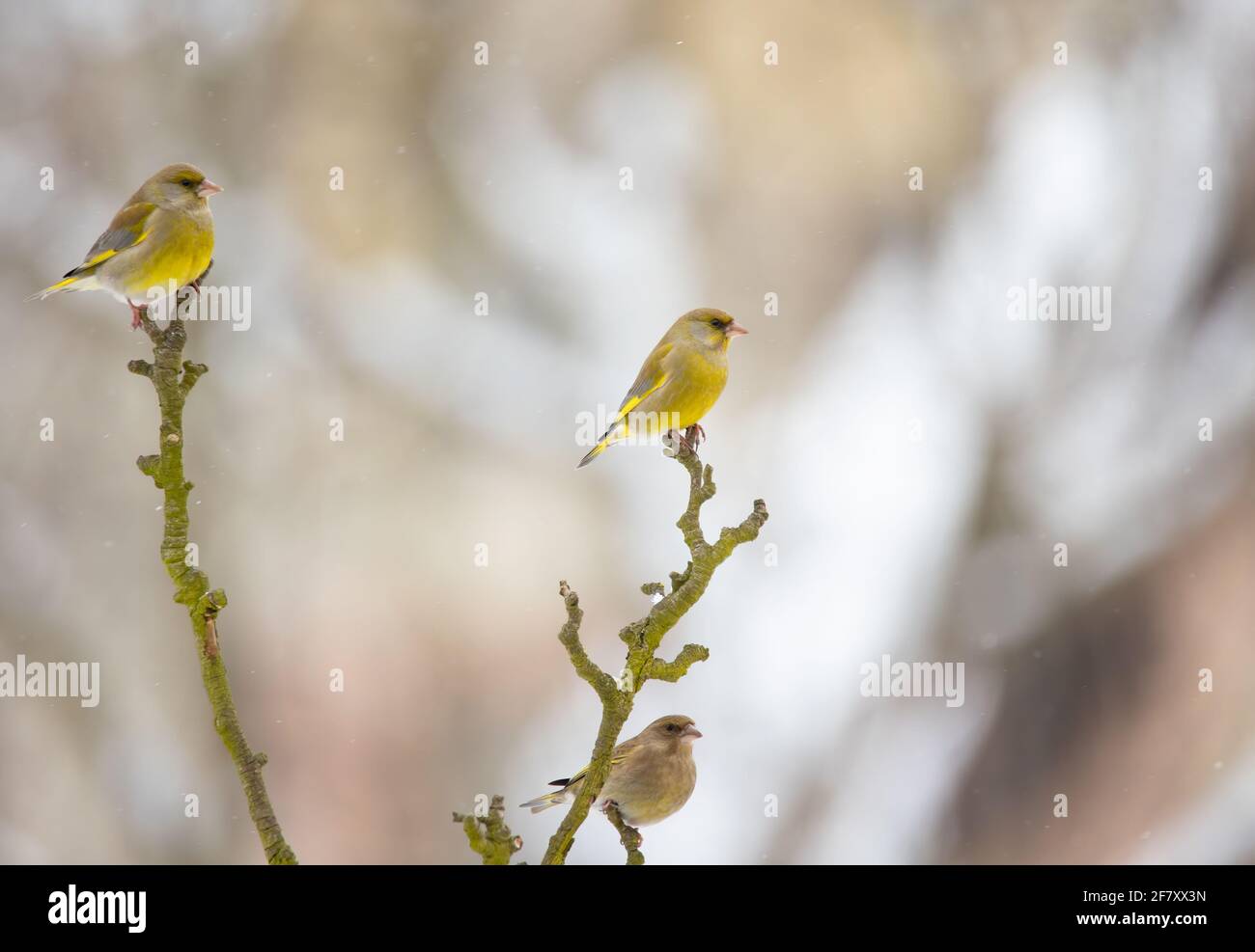 Le mâle Chloris chloris, un oiseau verdfinch européen, chante au soleil tôt le matin pendant la saison de reproduction à Springtime, la meilleure photo. Banque D'Images
