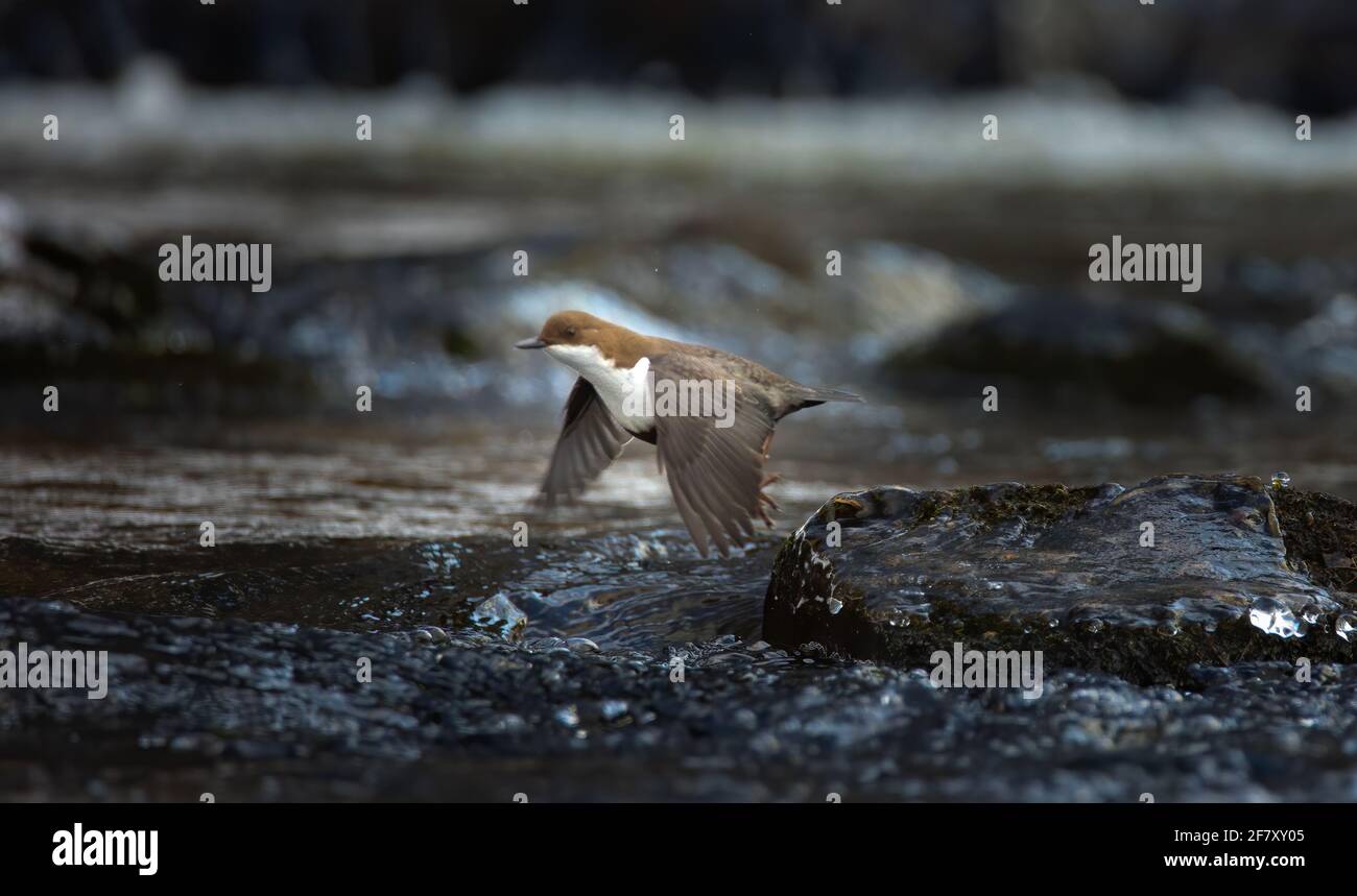 Les crocs de balancier à gorge blanche inclus includes assis sur une pierre et à la recherche de nourriture en hiver, la meilleure photo. Banque D'Images