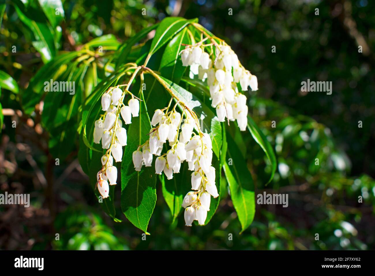 Pieris Shrub Banque D Image Et Photos Page 3 Alamy