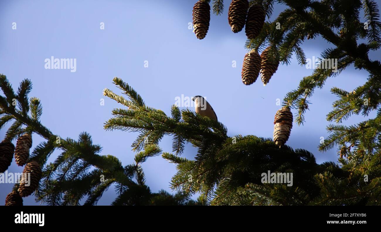 Pyrrhula pyrrhula Bullfinch eurasien assis sur la branche de l'épinette dans la forêt, la meilleure photo. Banque D'Images