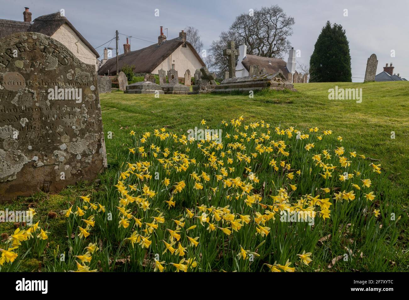 Jonarcisse sauvage, Narcissus pseudophonarcisse ssp. Pseudophonarcisse, floraison dans le cimetière de Drewsteignton, Devon. Banque D'Images