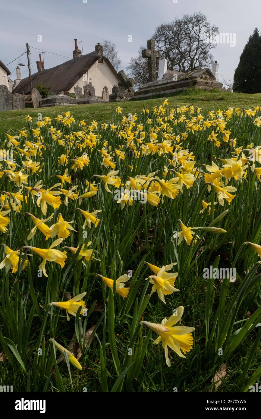 Jonarcisse sauvage, Narcissus pseudophonarcisse ssp. Pseudophonarcisse, floraison dans le cimetière de Drewsteignton, Devon. Banque D'Images