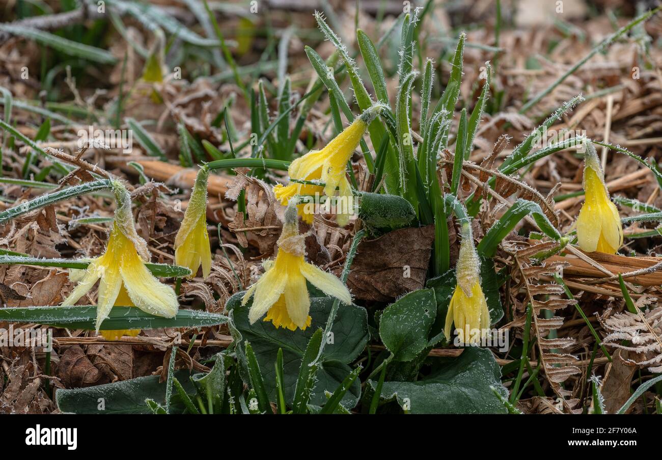 Jonarcisse sauvage, Narcisse pseudo-narcisse ssp. Pseudo-narcisse, qui grandit sauvage le matin d'une matinée glacielle dans la vallée du Teign, Devon. Banque D'Images