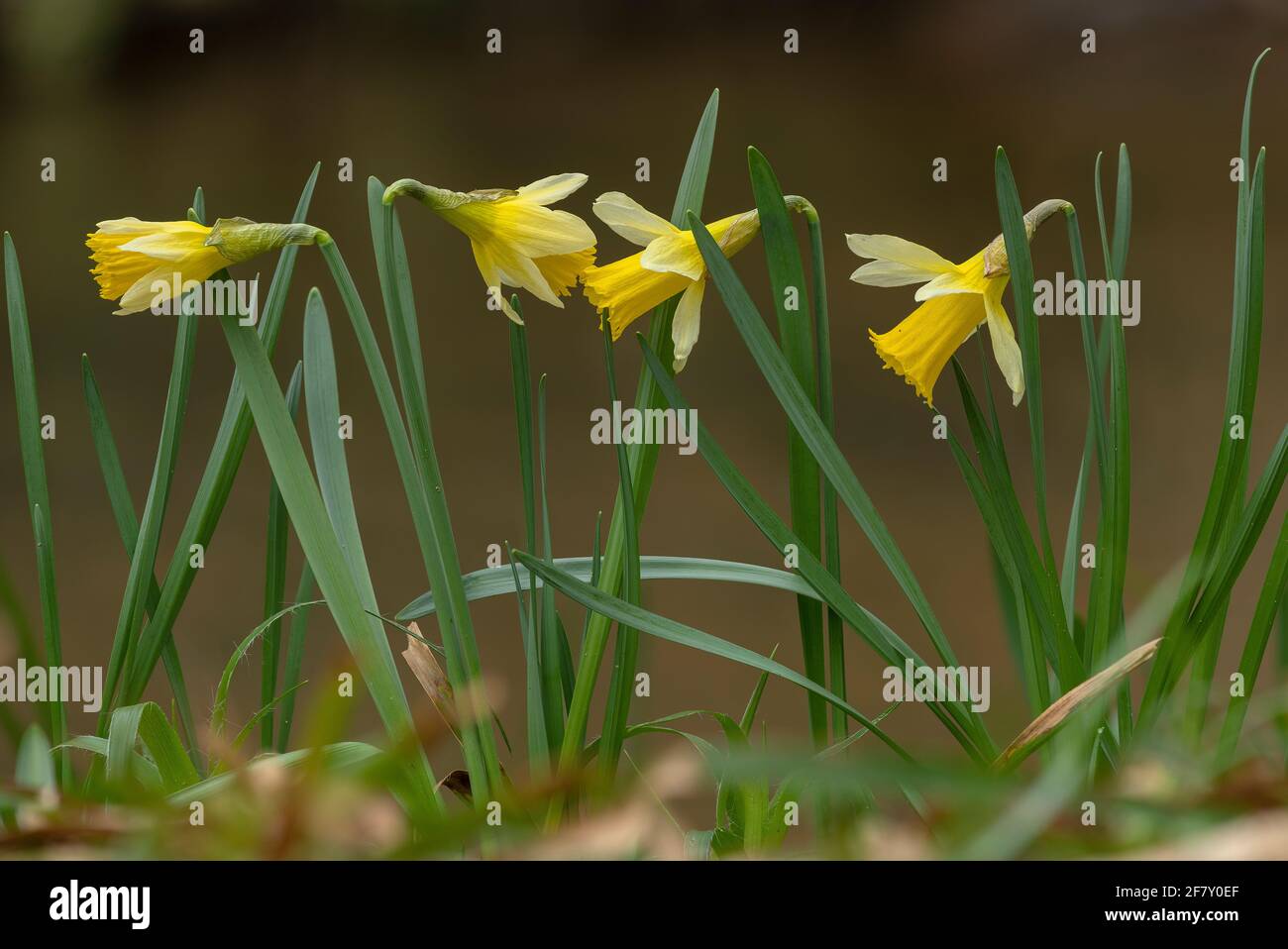 Jonodils sauvages, Narcissus pseudophonarcissus ssp. Pseudophonarcissus, croissant par la rivière Teign, Devon. Dartmoor. Banque D'Images
