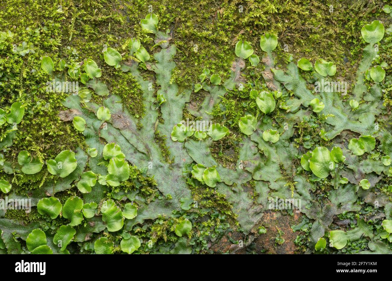 Grande livermoise parfumée, Conocephalum conicum, qui pousse fortement au printemps sur les rochers au bord de la rivière. Dorset. Banque D'Images