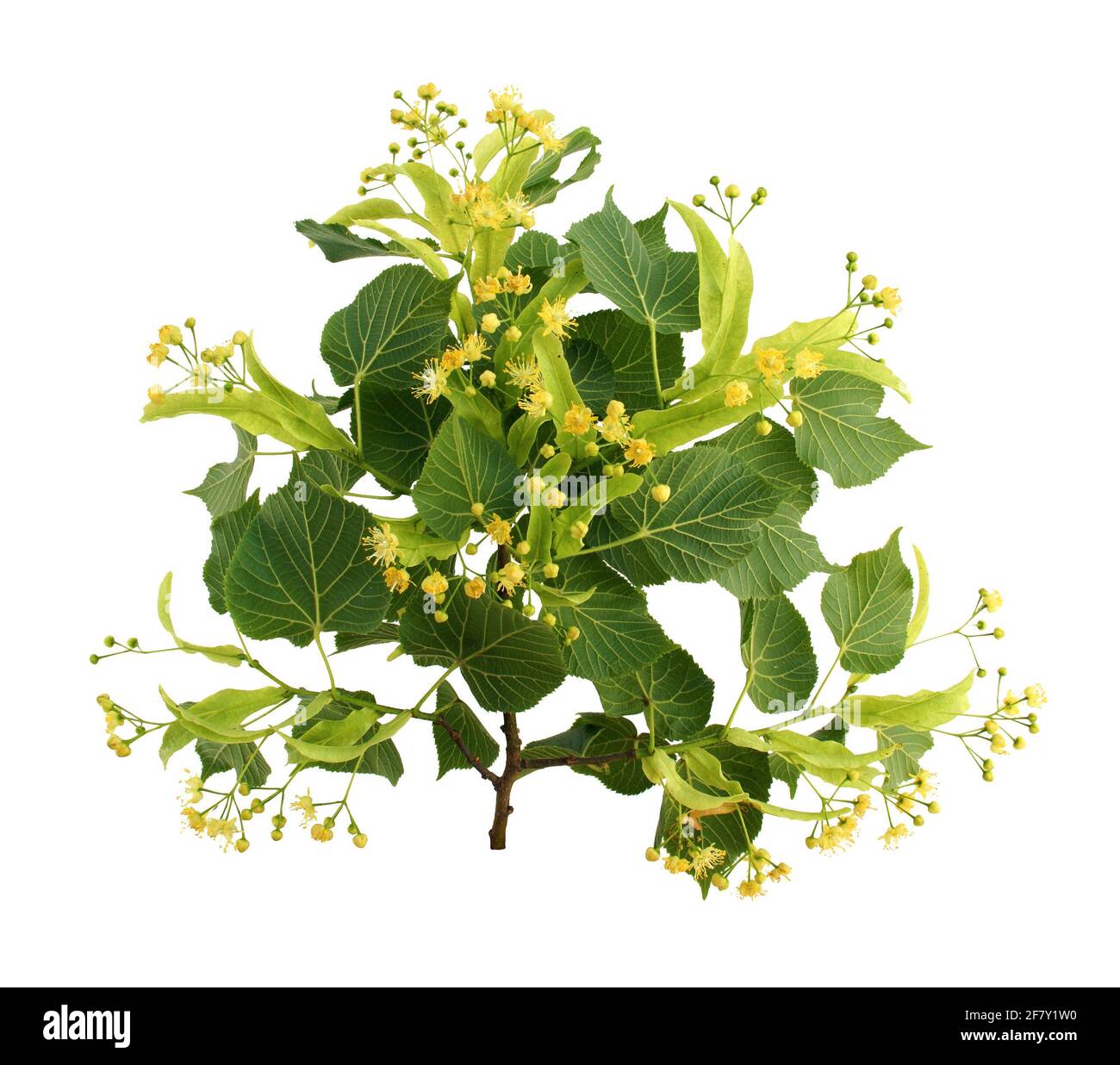 Feuilles vertes de lilas ou de syringa, isolées sur fond blanc. Banque D'Images