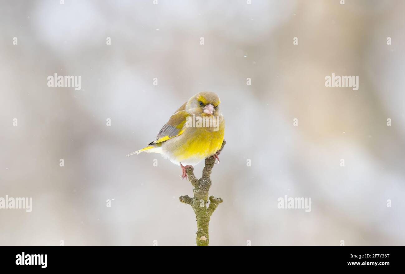 Le mâle Chloris chloris, un oiseau verdfinch européen, chante au soleil tôt le matin pendant la saison de reproduction à Springtime, la meilleure photo. Banque D'Images