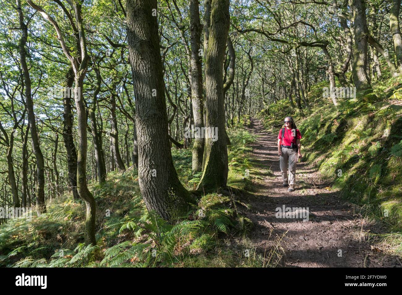 Femme marchant sur la piste forestière, le Deri près d'Abergavenny, pays de Galles, Royaume-Uni Banque D'Images
