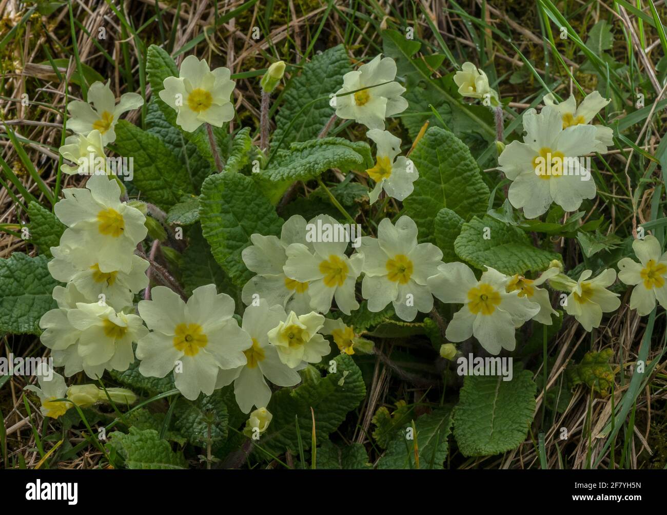 Souche de primrose commune, Primula vulgaris, sur la rive de la route, Dorset. Banque D'Images