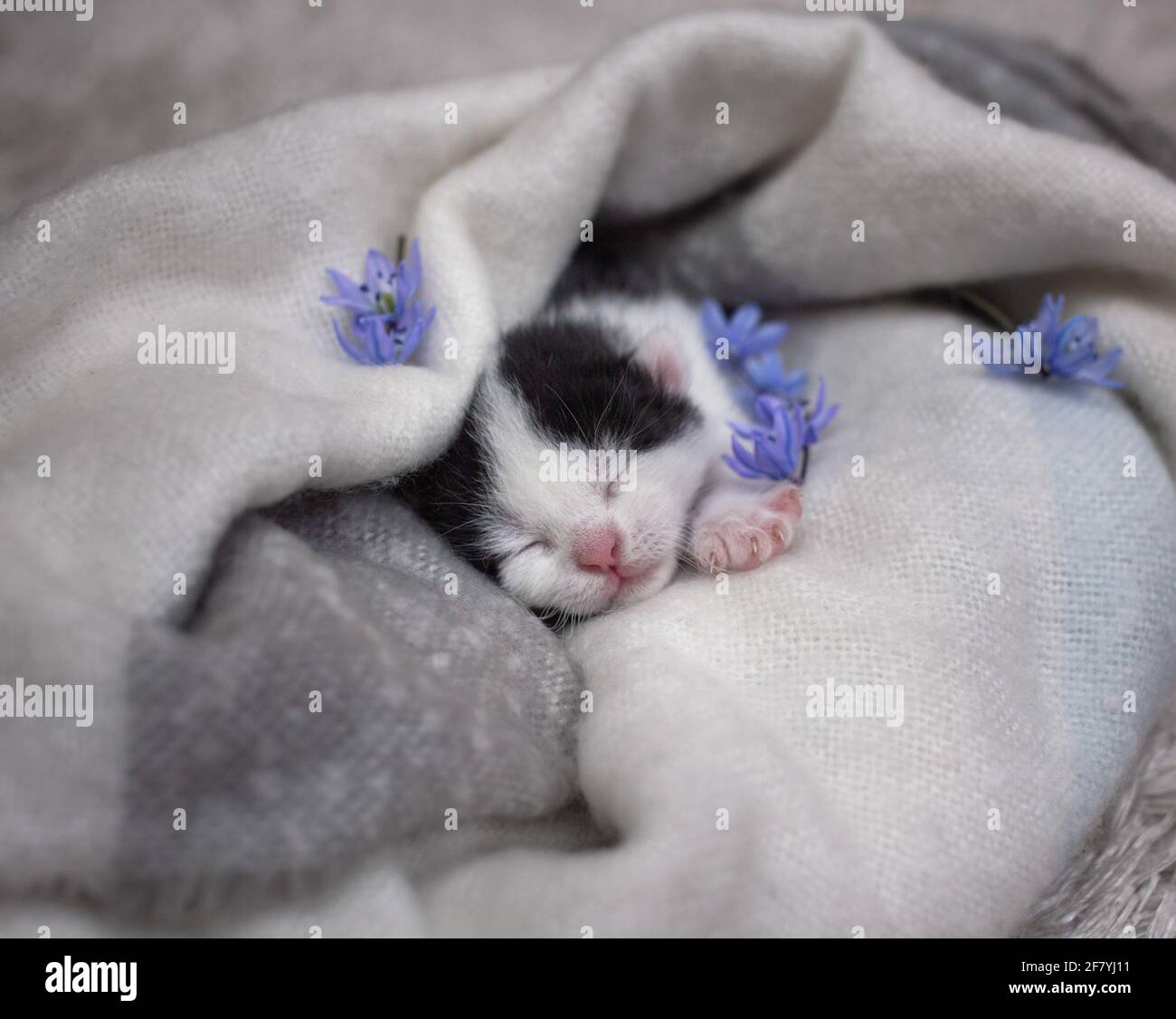 Le Chaton Nouveau Ne Noir Et Blanc Dort Doucement Dans Un Foulard Doux En Maille Joli Visage De Chat Fleurs Bleues Autour Du Bebe Agrement Et Tendresse Des Animaux De Compagnie Photo Stock