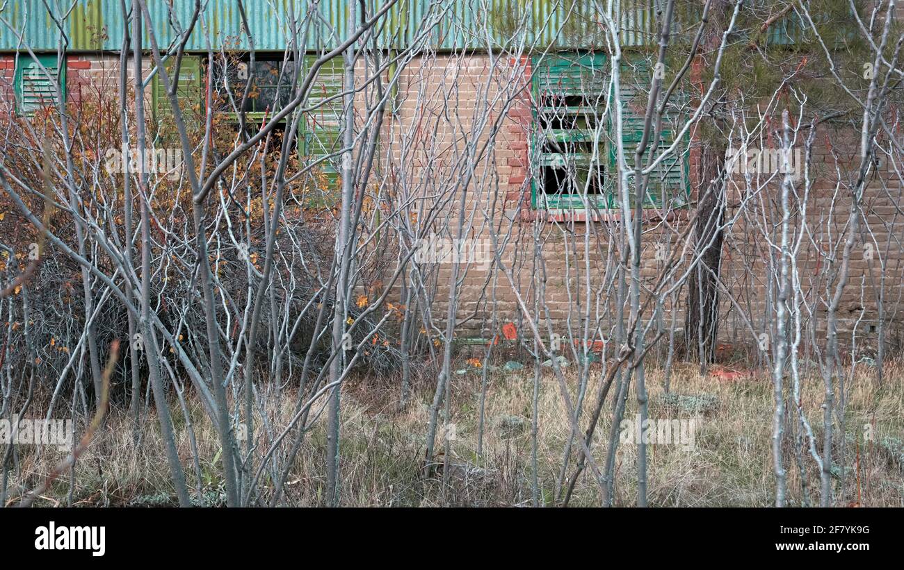 Jardin surcultivé. Troncs d'arbre sans feuilles devant le mur de brique avec des fenêtres brisées d'une ancienne maison abandonnée en automne, foyer sélectif Banque D'Images