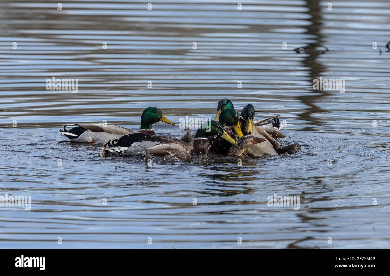 Groupe de Mallard mâle, Aras platyrhynchos, essayant de s'accoupler avec une femelle unique. Ressort. Banque D'Images