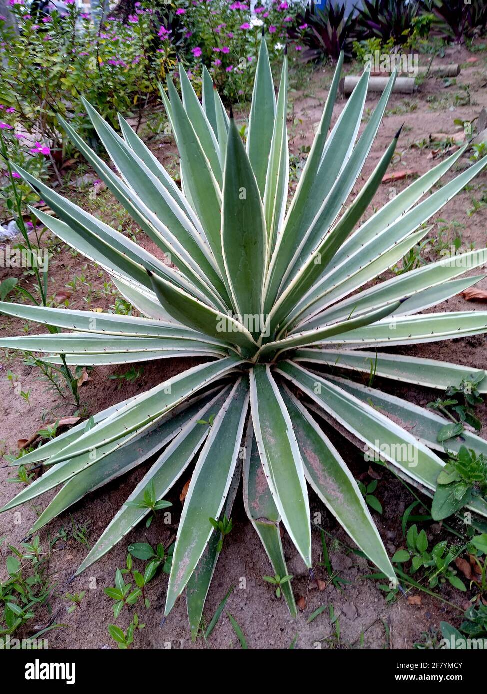 salvador, bahia, brésil - 26 novembre 2020 : usine d'Agave angustifolia  également connue sous le nom de porte-cigarettes des caraïbes, vue dans la  ville de Salvador Photo Stock - Alamy