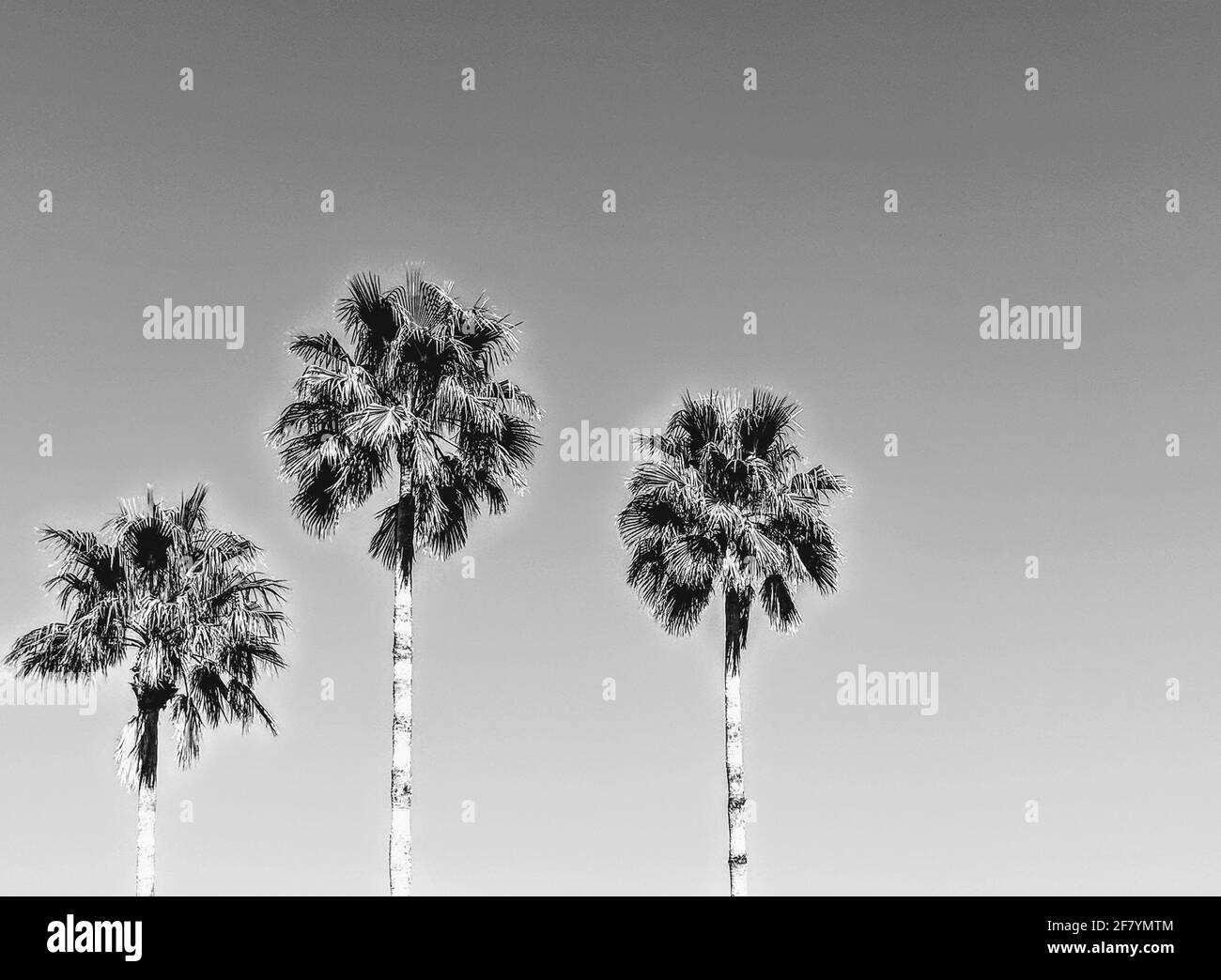 Palmiers Banque D'Images